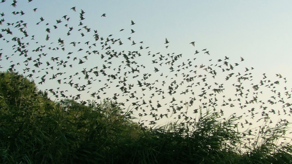 Skleněné plochy ročně zabijí až milion ptáků, odhaduje ornitolog